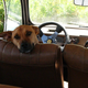 Image for article titled Driving for Steak in Rural Argentina